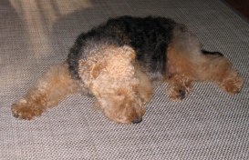 IMG_2354reese sleeping