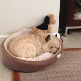 IMG_0263Bella in Kora bed