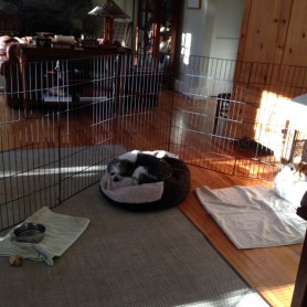 IMG_0074bandit sleep